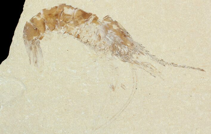 Cretaceous Fossil Shrimp - Lebanon #69984